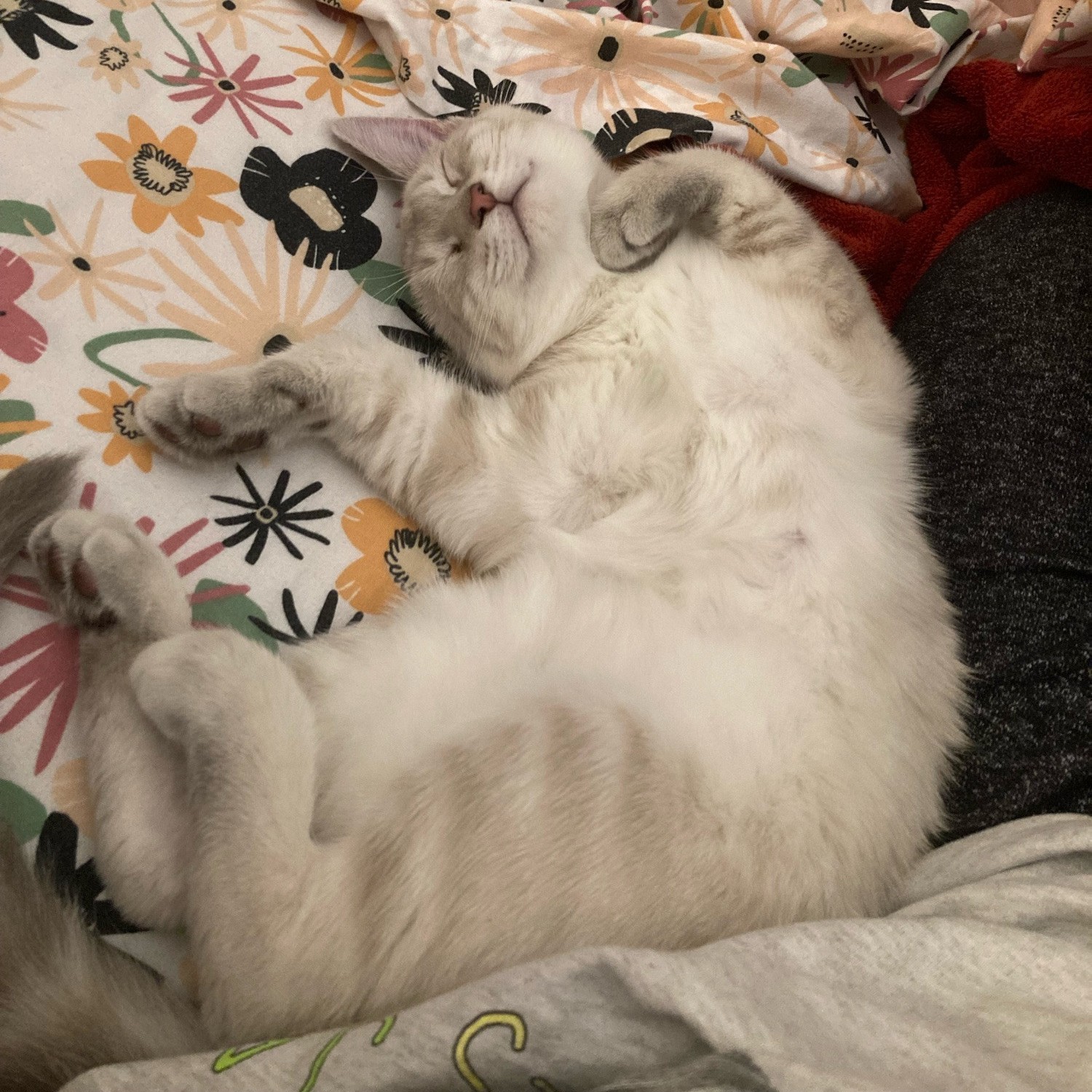 ham